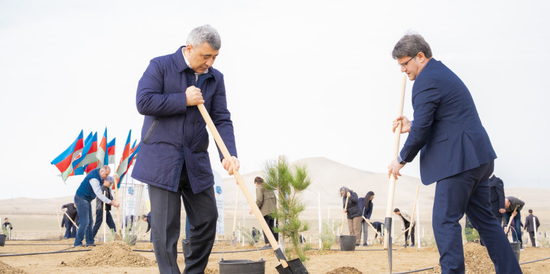 Ağacəkmə aksiyası keçirilib