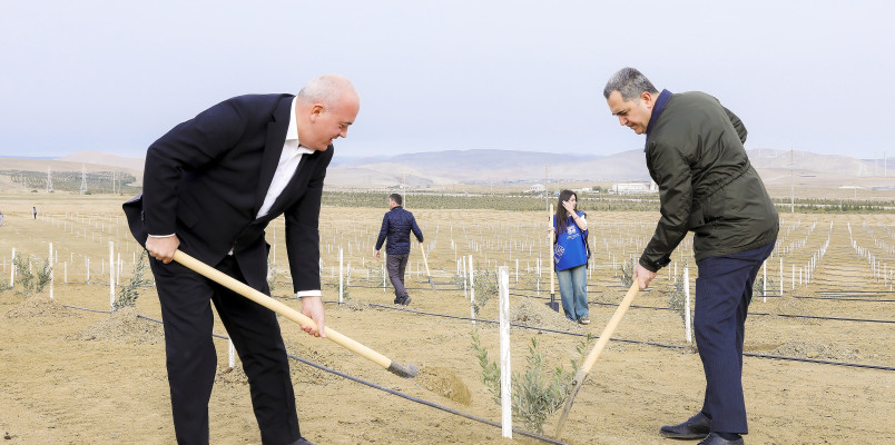 Ağacəkmə aksiyası keçirilib