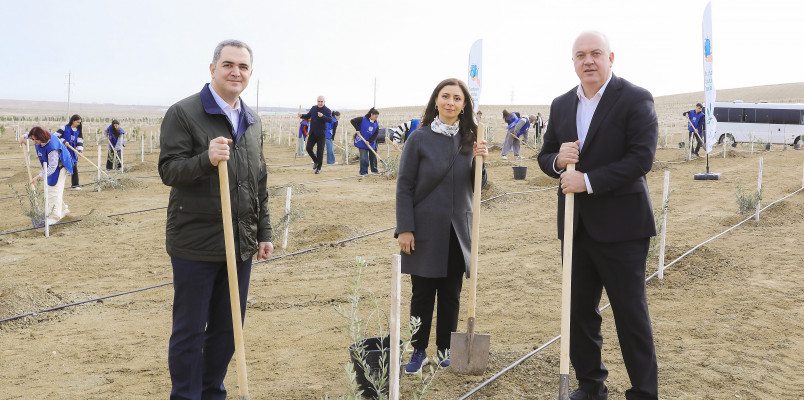 Ağacəkmə aksiyası keçirilib