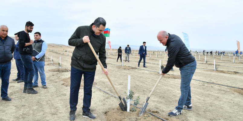 Ali Məhkəmə Ulu Öndər Heydər Əliyevin 100 illik yubileyi münasibətilə ağacəkmə aksiyası keçirib