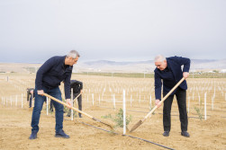 Ağacəkmə aksiyası keçirilib