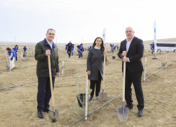 Ağacəkmə aksiyası keçirilib