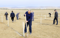 Ağacəkmə aksiyası keçirilib