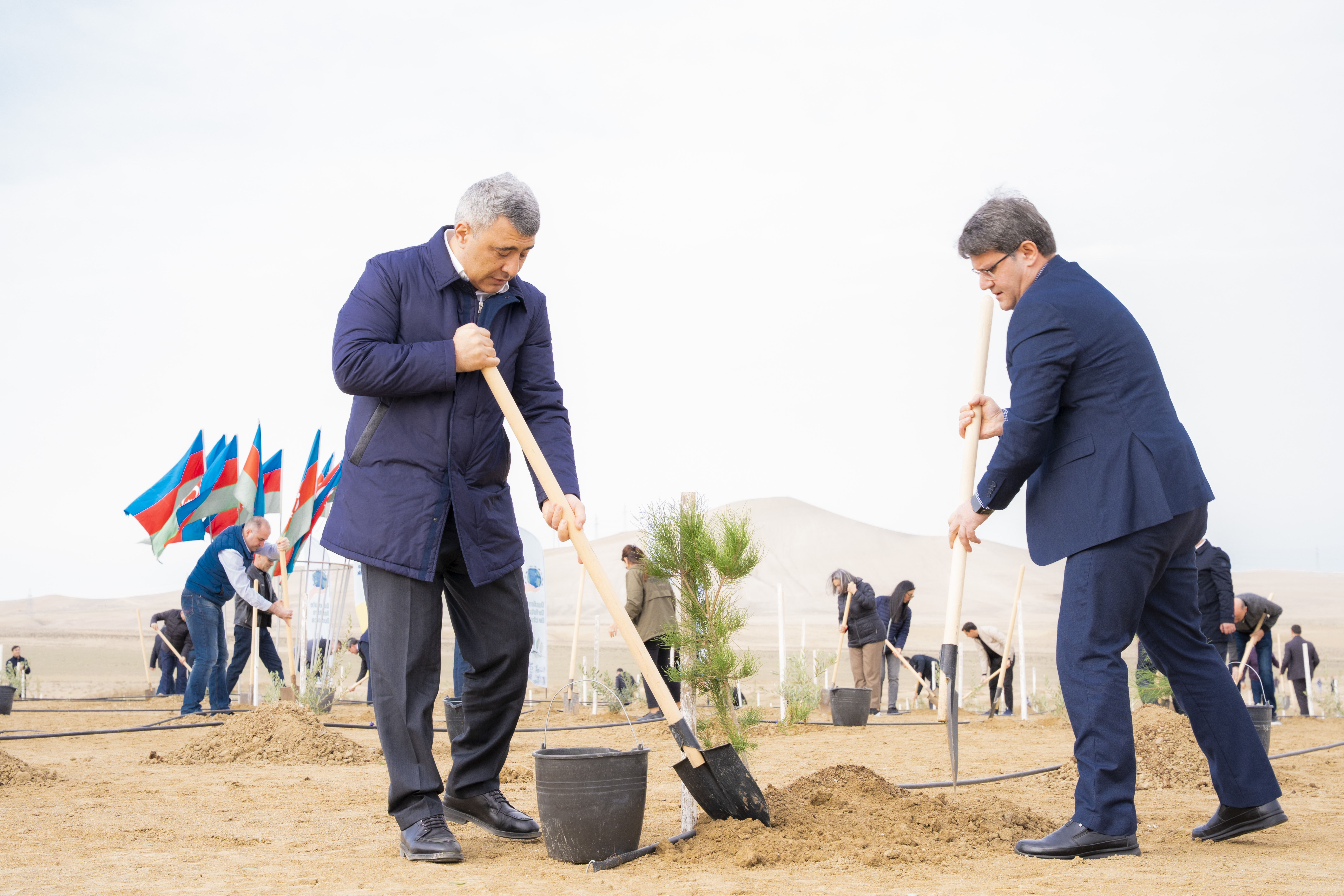 Ağacəkmə aksiyası keçirilib