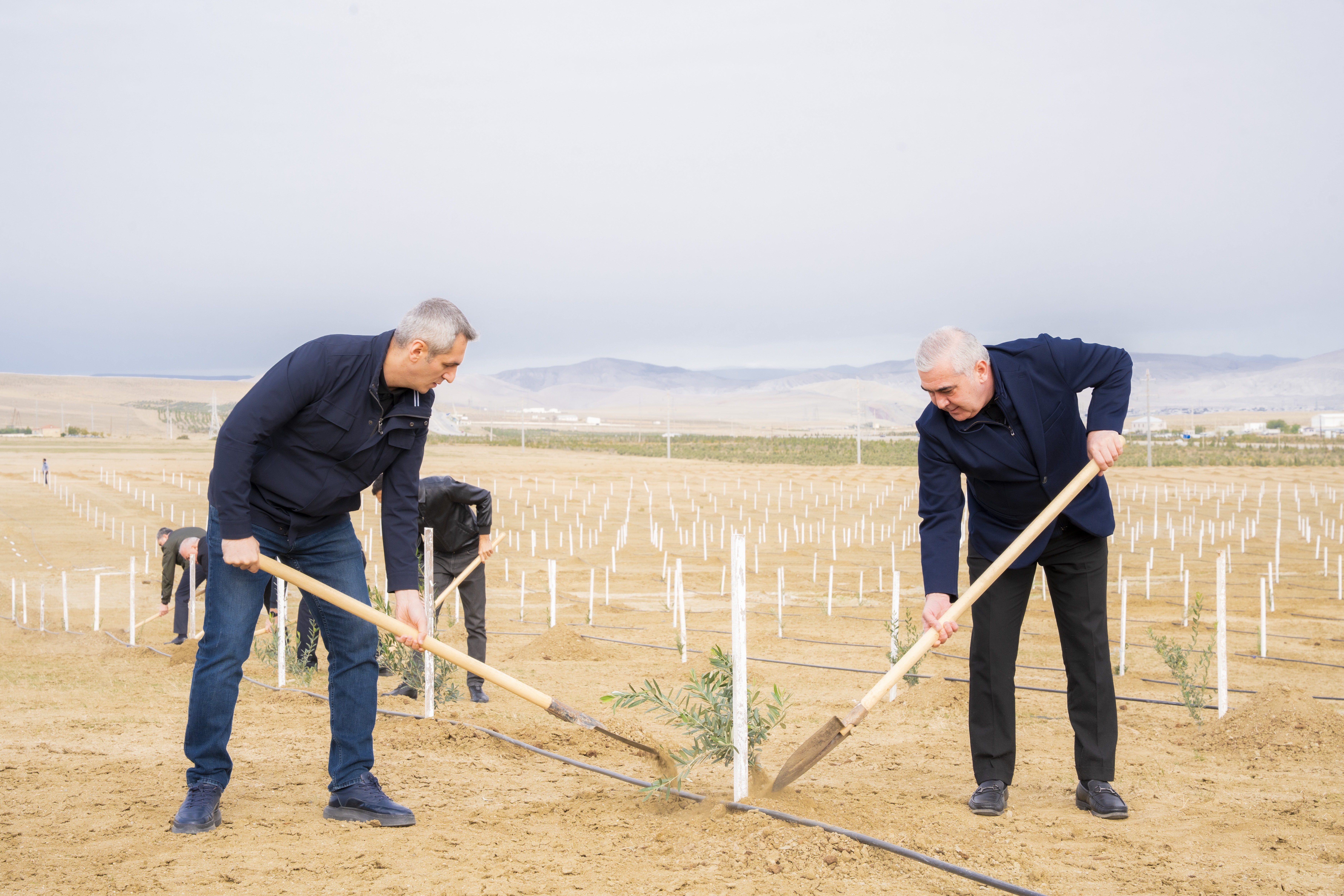 Ağacəkmə aksiyası keçirilib