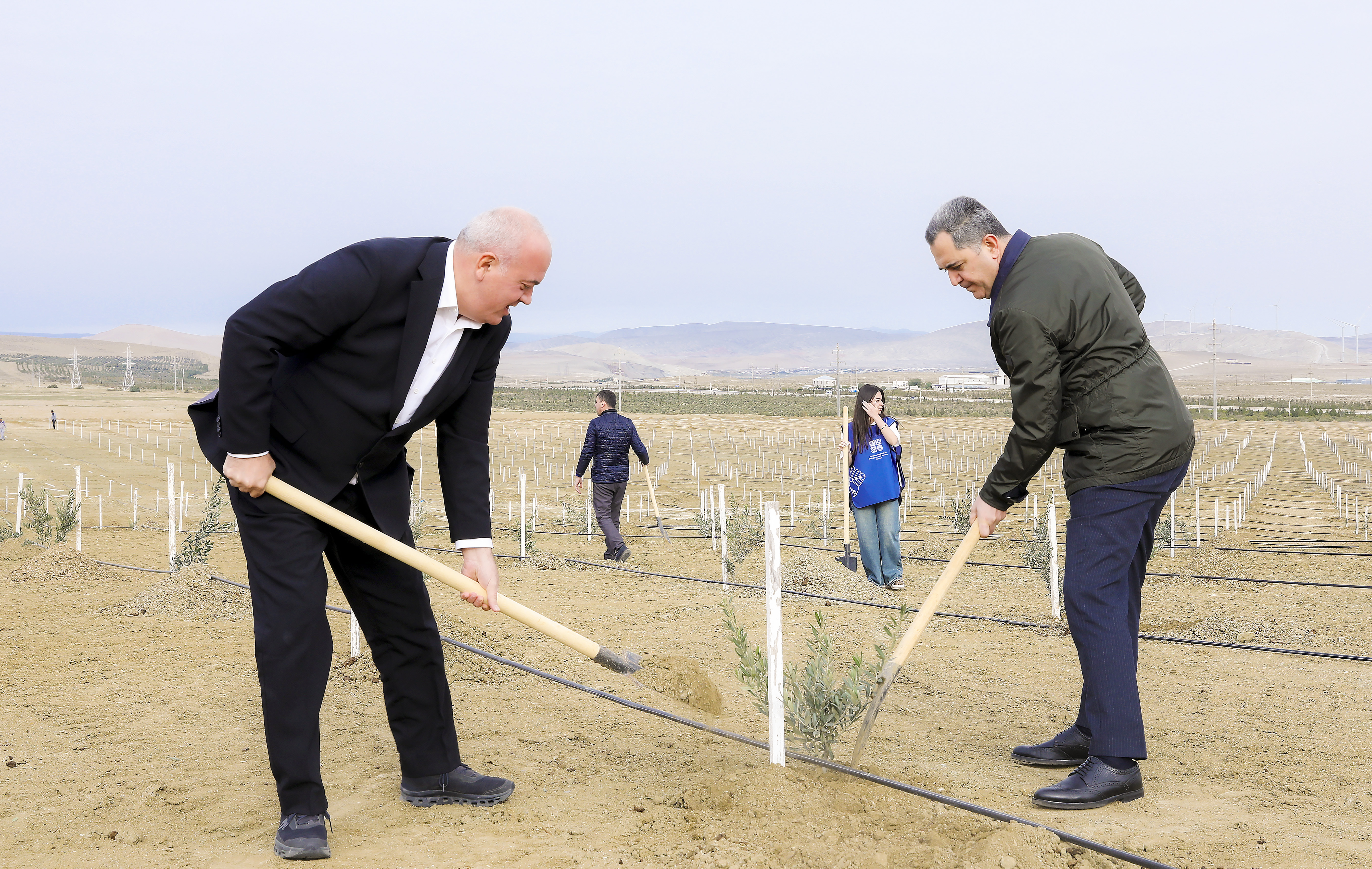 Ağacəkmə aksiyası keçirilib